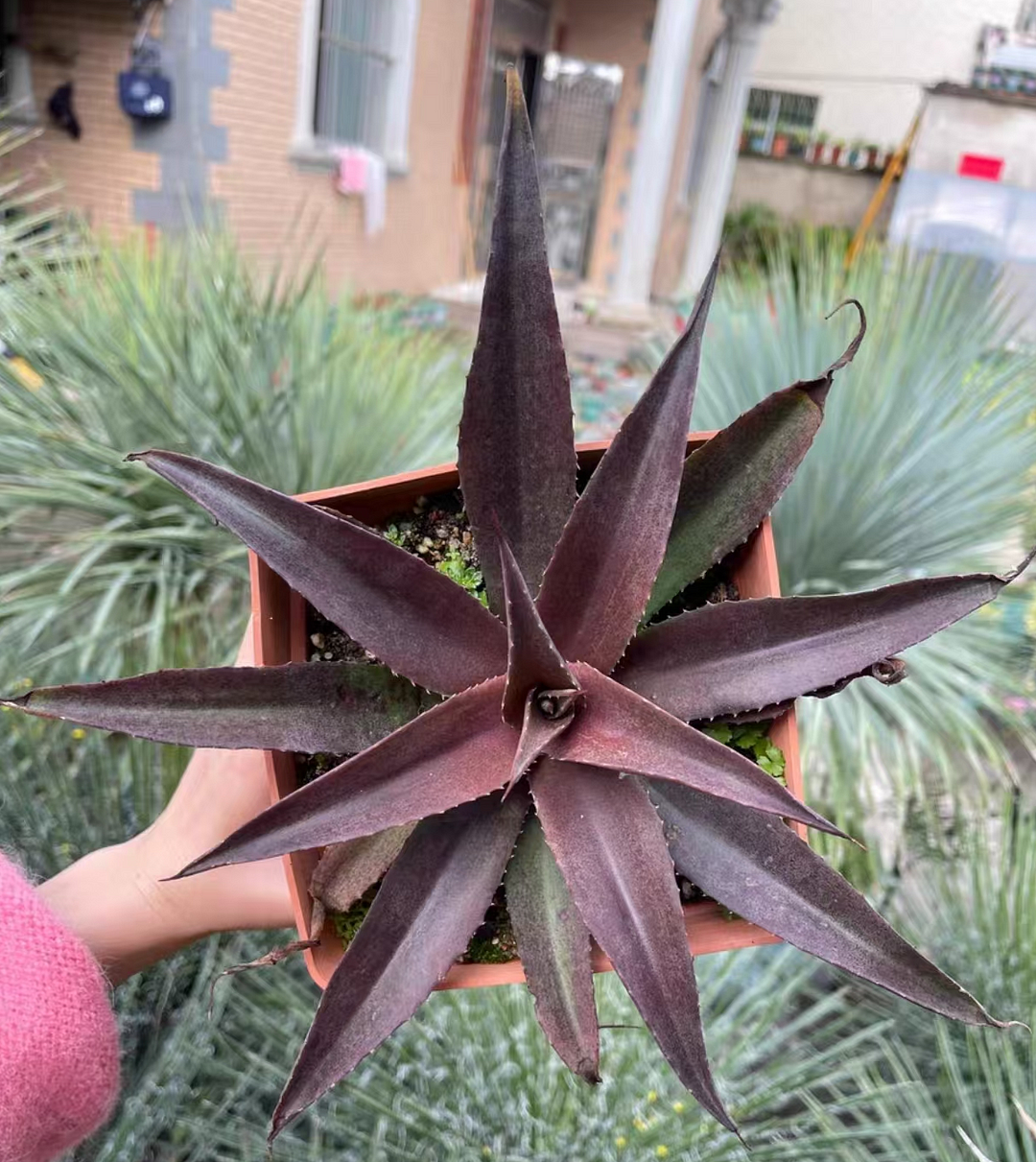 1062..Agave Mangave 'Red Wing' 12cm/Agave plants / Succulent plants / Garden landscape / Carefully select healthy plants