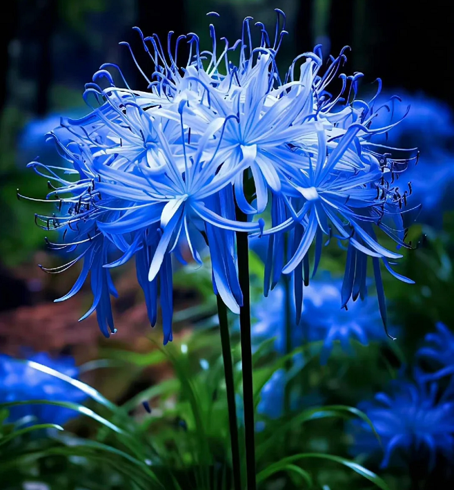 Higanbana Spider Lily Equinox Flower Bulbs