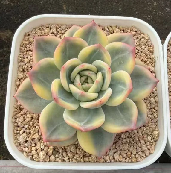 plant Aeonium Echeveria Haworthia  Caudex  Lithops Cactus  Agave 