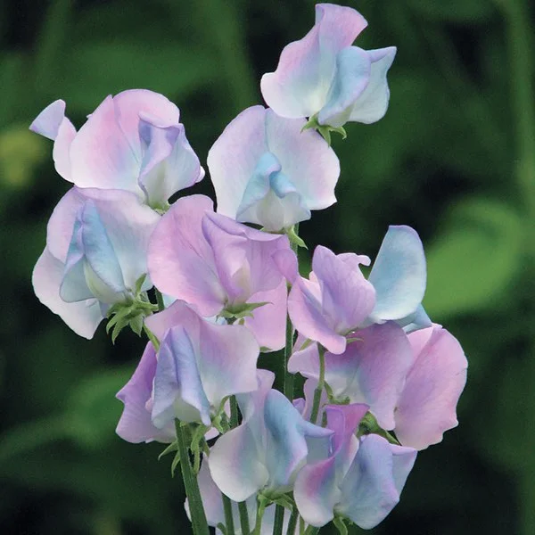 Tur­quoise Lagoon Sweet Pea Seeds