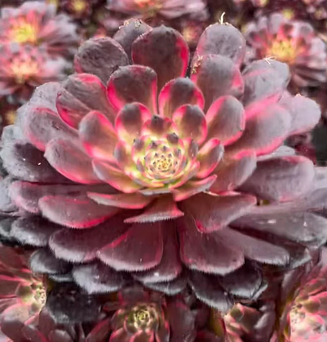 plant Aeonium Echeveria Haworthia  Caudex  Lithops Cactus  Agave 