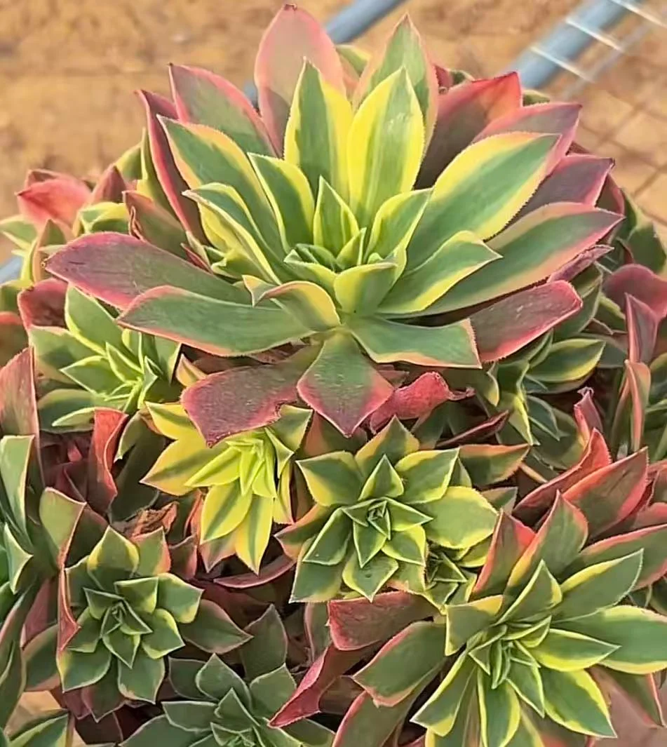 plant Aeonium Echeveria Haworthia  Caudex  Lithops Cactus  Agave 