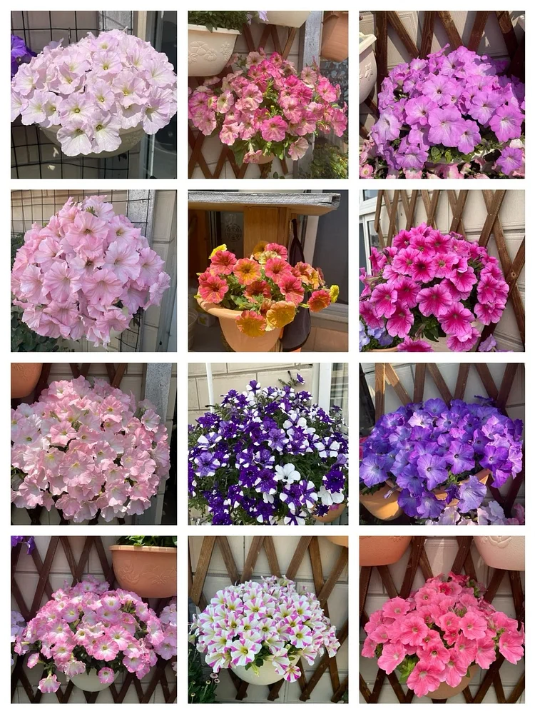 🌸The Latest Petunia Varieties In 2024