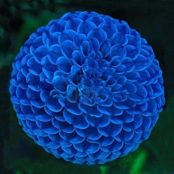 Blue Fireball Dahlia Seeds Jonyparkseed®