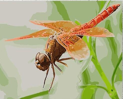 

Red Dragonfly – Paint By Numbers - 40*50CM, 501 Original