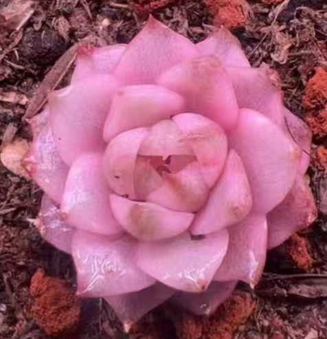 plant Aeonium Echeveria Haworthia  Caudex  Lithops Cactus  Agave 