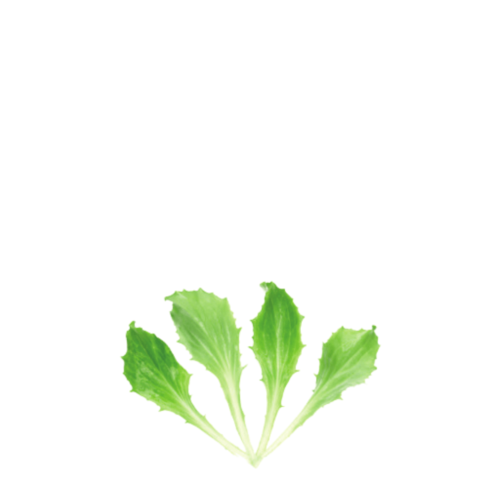 Organic Lettuce Ice Queen &ndash; Baby Leaf Seeds | Crisp, Cold-Hardy