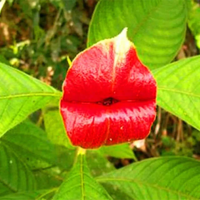 Psychotria Elata-Samen, Red Hot Lips-Blumensamen, 100 Stück/Packung