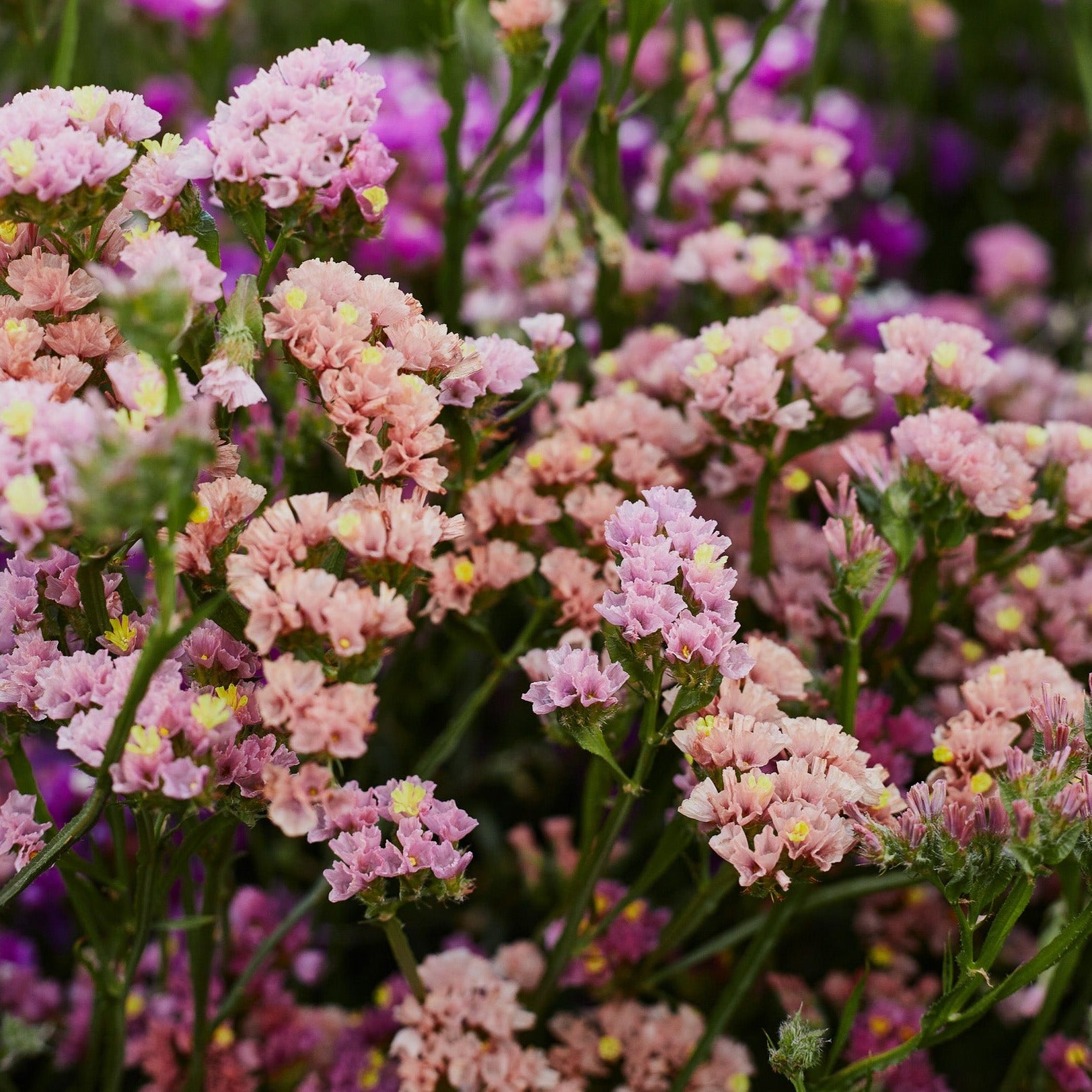 Statice Apricot Flower | X 50 Seeds