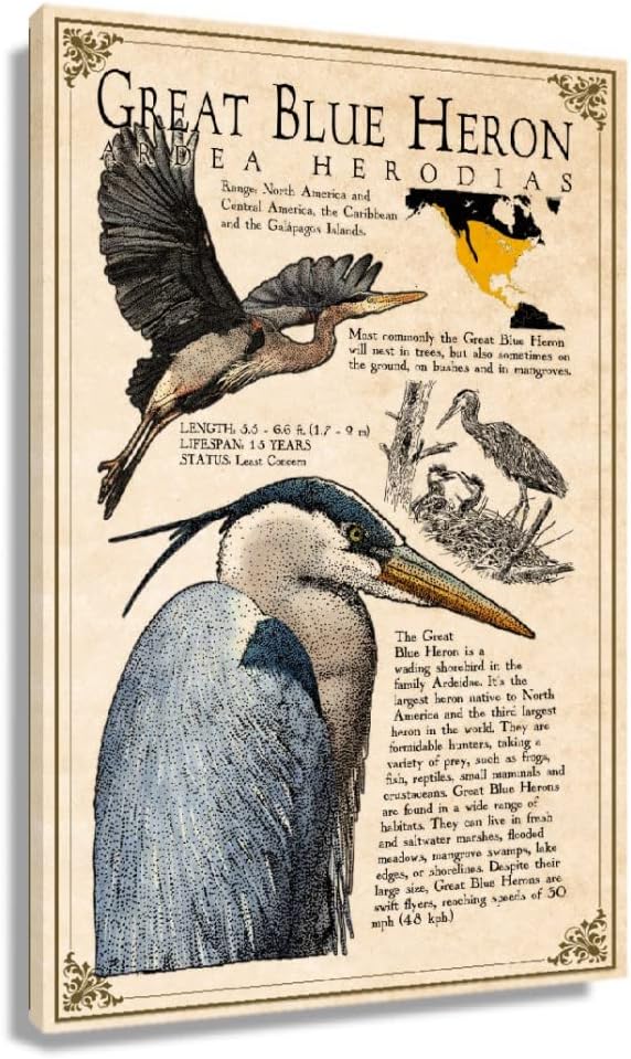 Great Blue Heron Wall Art Prints Framed Canvas Animals Wall Decor Living Room Picture Decorations Educational Knowledge Poster Chart Art Modern Painting Framed 12x18