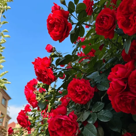 🔥49% OFF 🔥🌱Climbing Rose Seeds