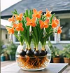Phalaenopsis Lantern Flower Bulbs