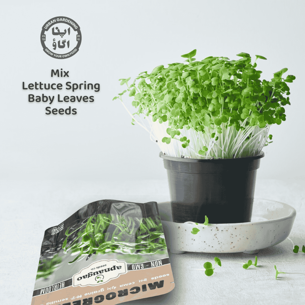 Mix Lettuce Spring Baby Leaves, 7 Different Lettuce Varieties