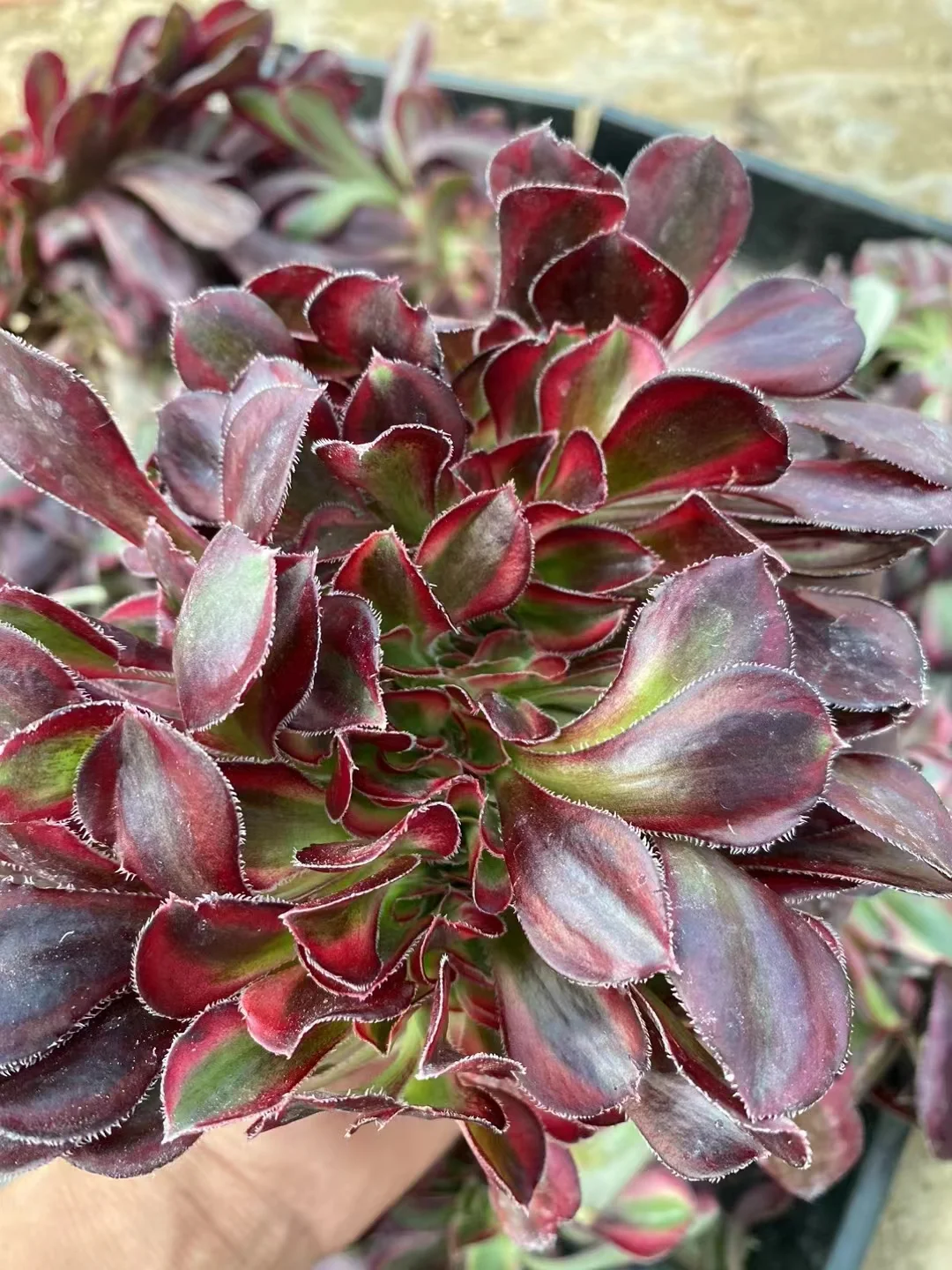 plant Aeonium Echeveria Haworthia  Caudex  Lithops Cactus  Agave 