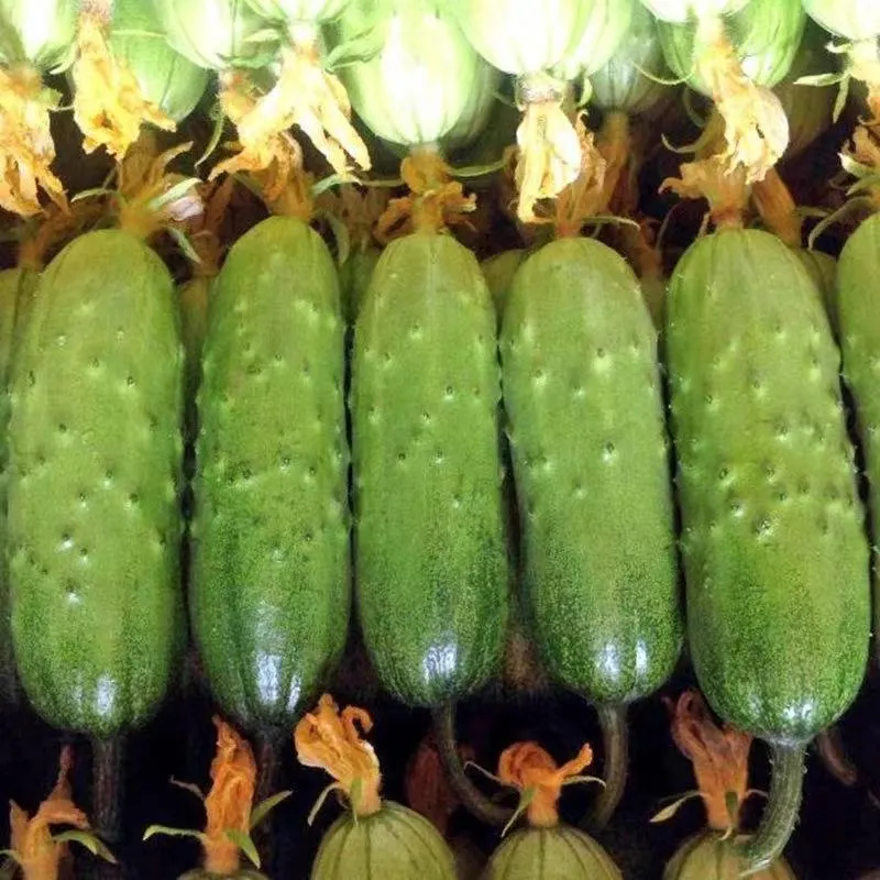 🥒Crawling Fruit Cucumbers Seeds