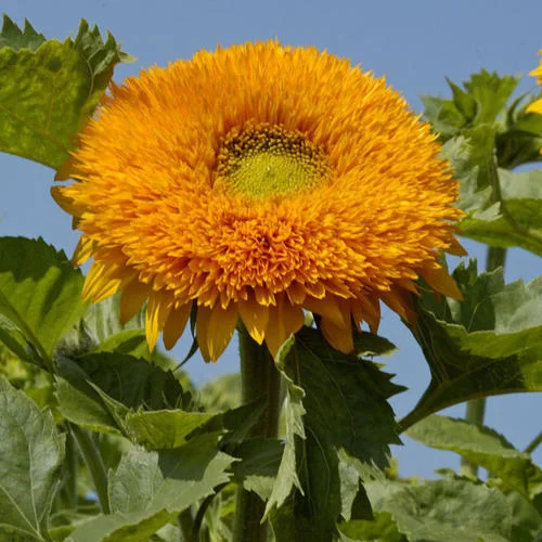 Orange Doppel-Gerbera-Blumensamen, Sonnenblume