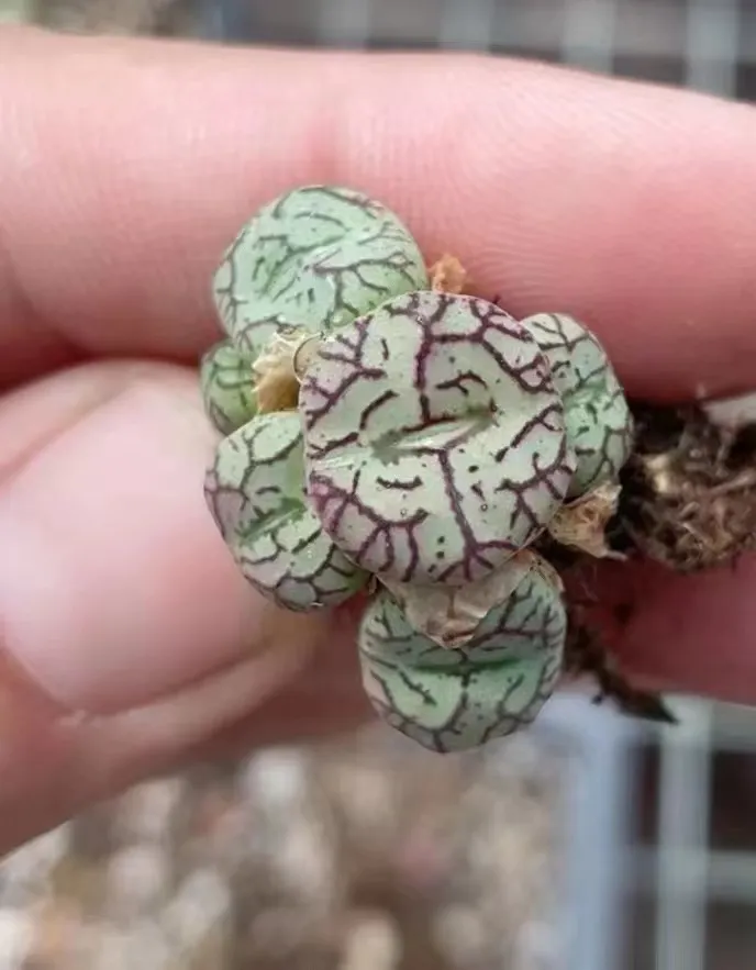 plant Aeonium Echeveria Haworthia  Caudex  Lithops Cactus  Agave 