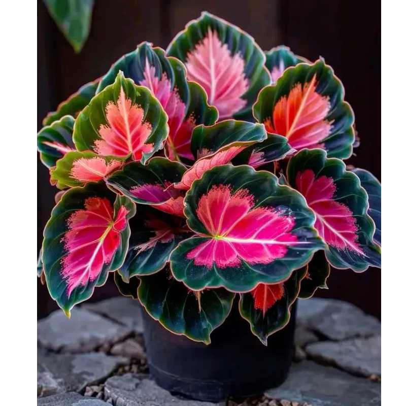Semillas de Calathea Premium