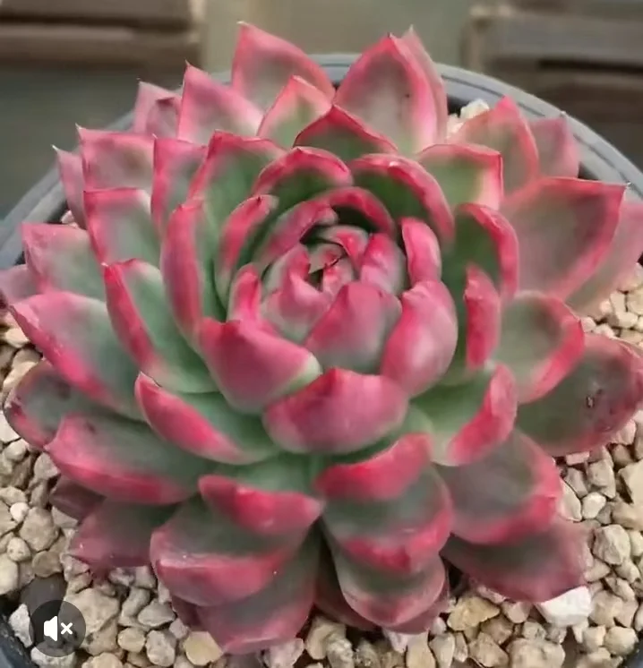 plant Aeonium Echeveria Haworthia  Caudex  Lithops Cactus  Agave 