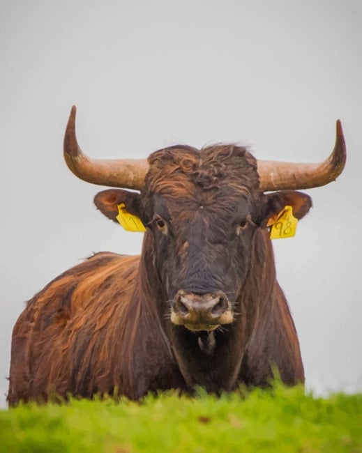 

Brown Bull – Paint By Numbers - 40*50CM, 501 Original