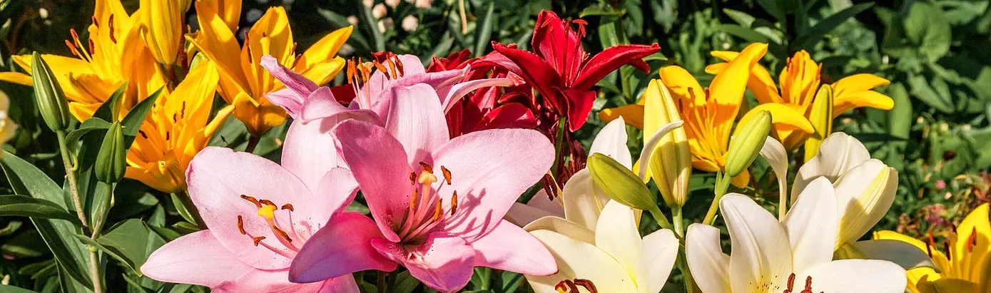 Seedgroves Premium Lily Bulbs