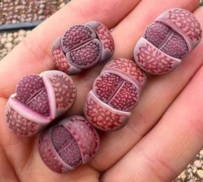 plant Aeonium Echeveria Haworthia  Caudex  Lithops Cactus  Agave 