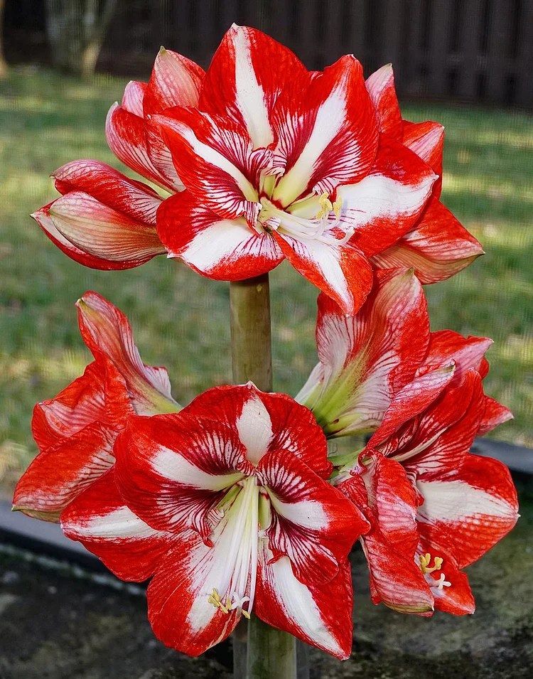 Amaryllis