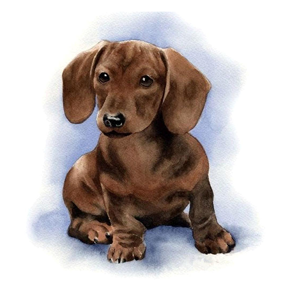 

Dachshund - Round Drill Diamond Painting - 50*50CM, 501 Original