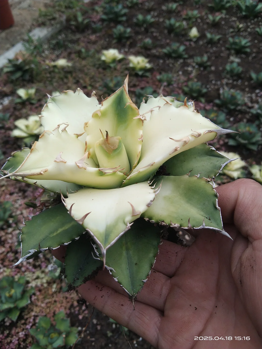 plant Aeonium Echeveria Haworthia  Caudex  Lithops Cactus  Agave 