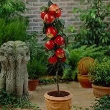 Four Fresh Red Fruit MIxed Seeds