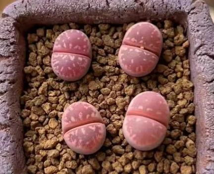 plant Aeonium Echeveria Haworthia  Caudex  Lithops Cactus  Agave 