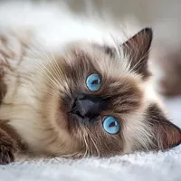 Ragdoll Belly Up - Diamond Painting