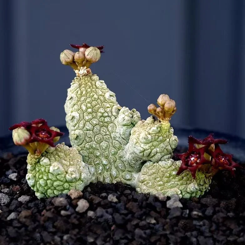 948. Pseudolithos dodsonianus height 3-3.5cm cluster/Caudex/ Succulent plants / Garden landscape / Carefully select healthy plants