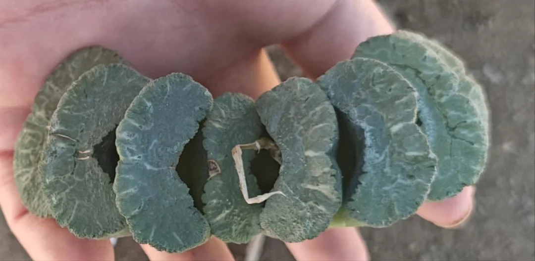 plant Aeonium Echeveria Haworthia  Caudex  Lithops Cactus  Agave 