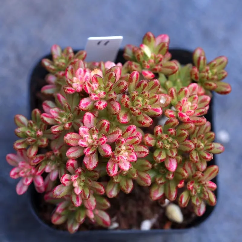 plant Aeonium Echeveria Haworthia  Caudex  Lithops Cactus  Agave 