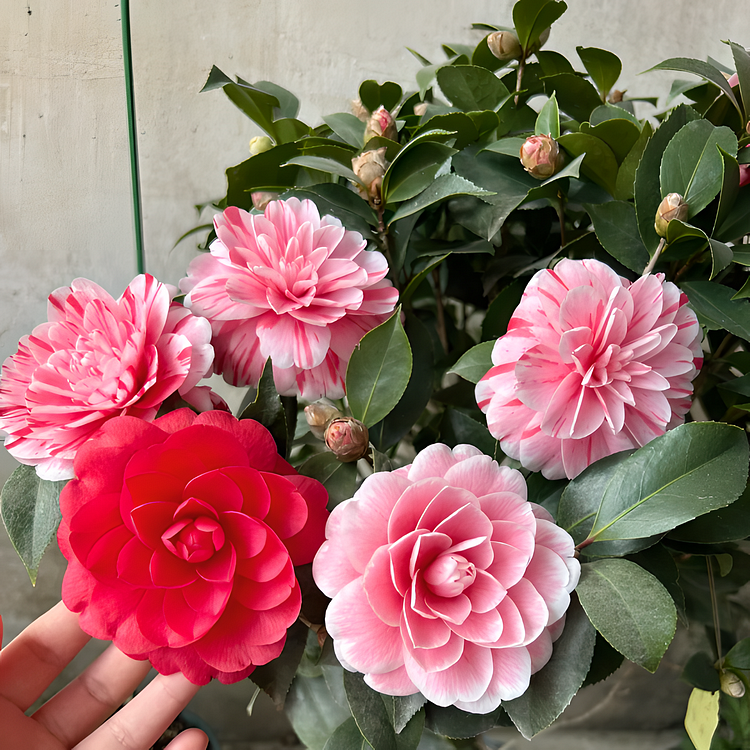 🌼Five-Color Camellia—Ideal Love