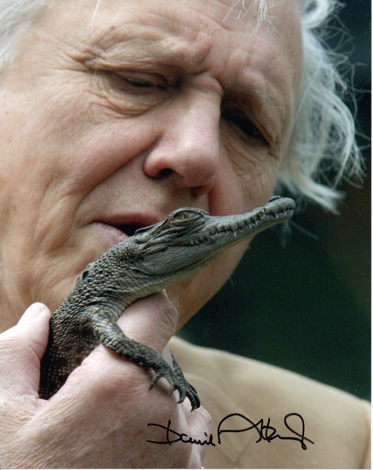 David Attenborough HAND Signed 10x8' Photo Poster paintinggraph Naturalist Broadcaster Autograph