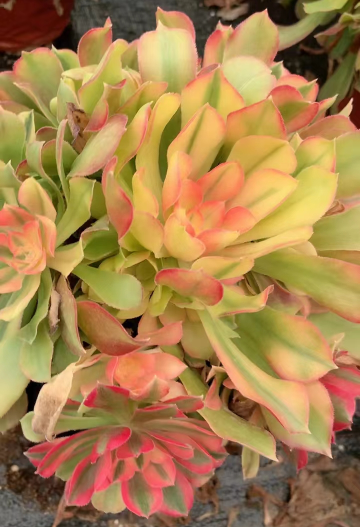 202.1  Hong xiu cluster / Aeonium cluster/  / Garden landscape / Carefully select healthy plants