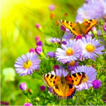 

Butterfly on a Flower – Paint By Numbers - 40*50CM, 501 Original