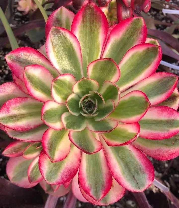 plant Aeonium Echeveria Haworthia  Caudex  Lithops Cactus  Agave 