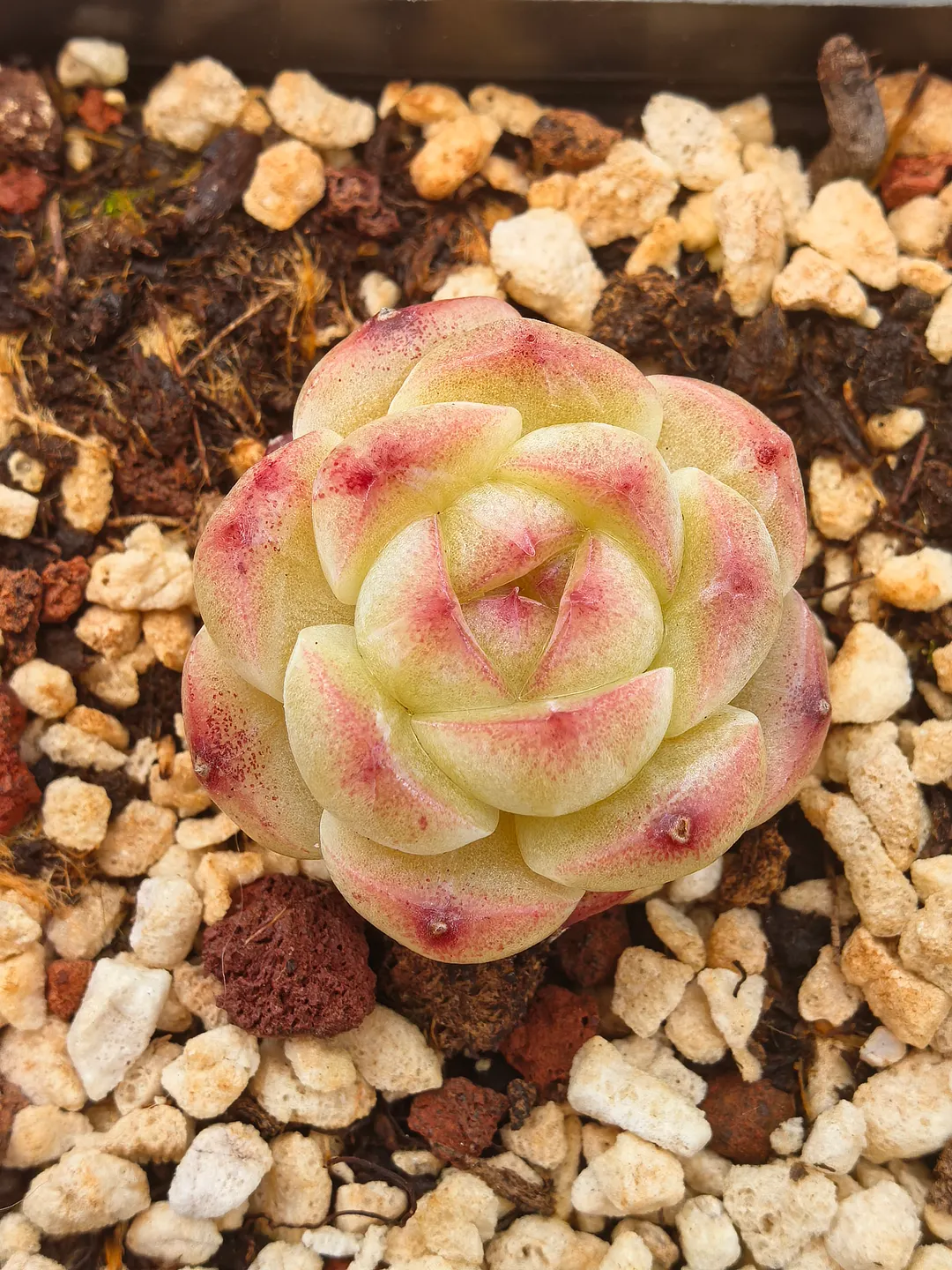 plant Aeonium Echeveria Haworthia  Caudex  Lithops Cactus  Agave 