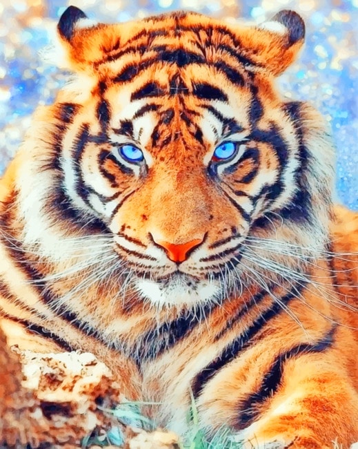 

Angry Tiger – Paint By Numbers - 40*50CM, 501 Original