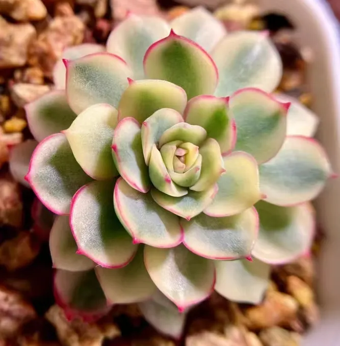 plant Aeonium Echeveria Haworthia  Caudex  Lithops Cactus  Agave 