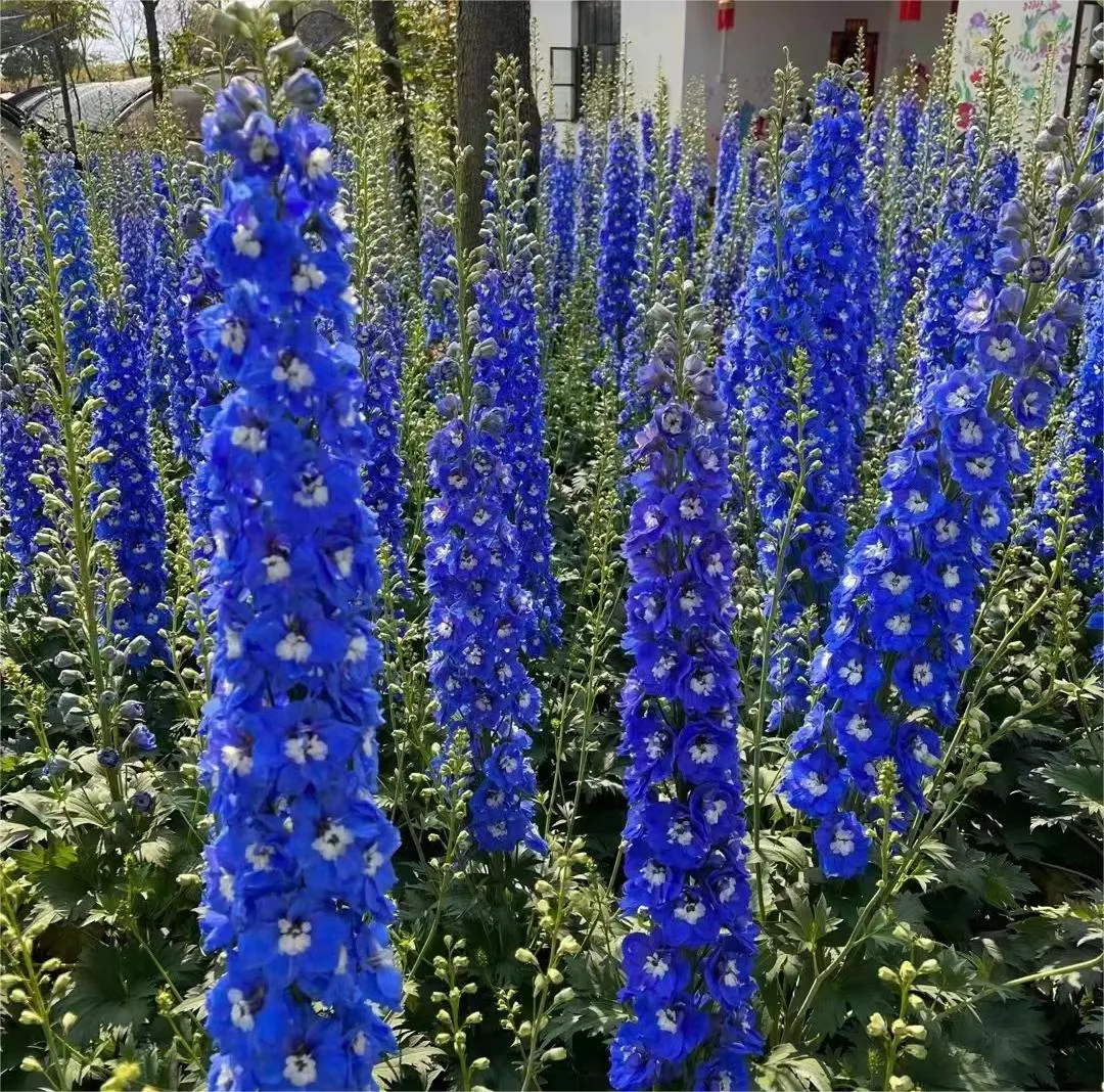 Delphinium Seeds-Mixed 7 Colors