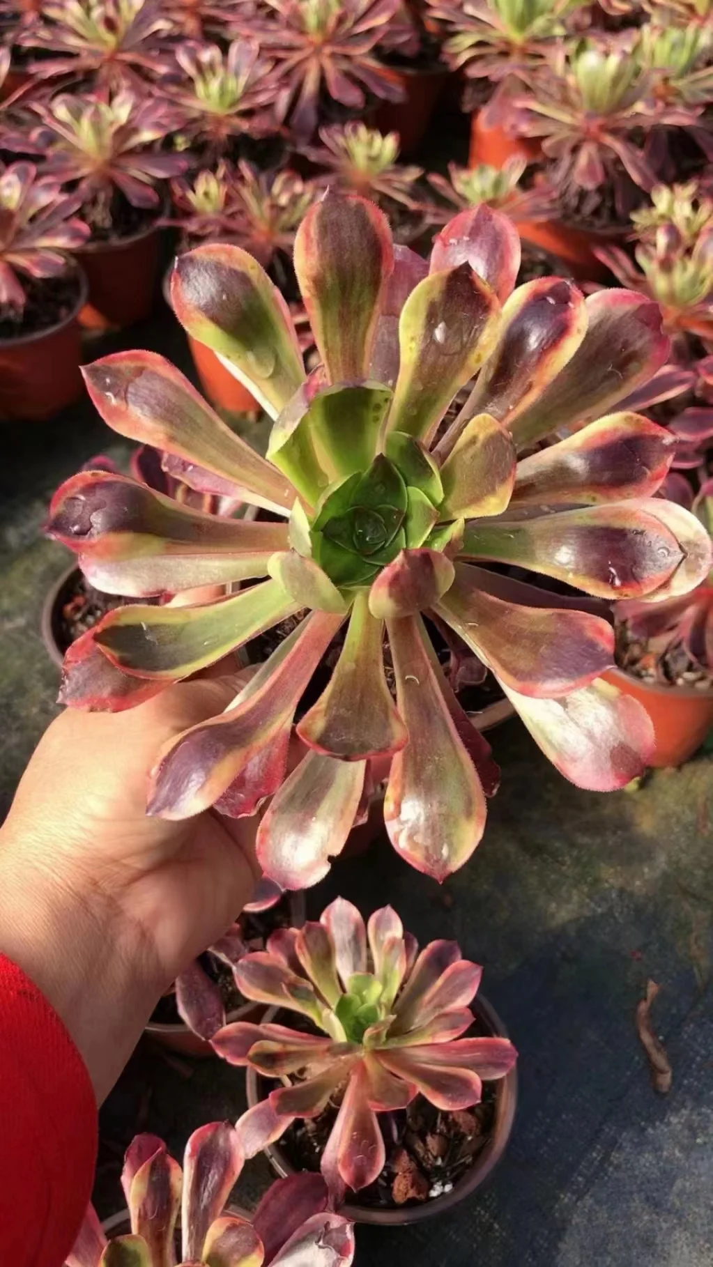 plant Aeonium Echeveria Haworthia  Caudex  Lithops Cactus  Agave 