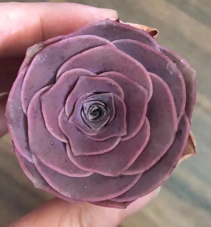 553. Pandora single head 4-6cm / Echeveria /Succulent plants / Garden landscape / Carefully select healthy plants