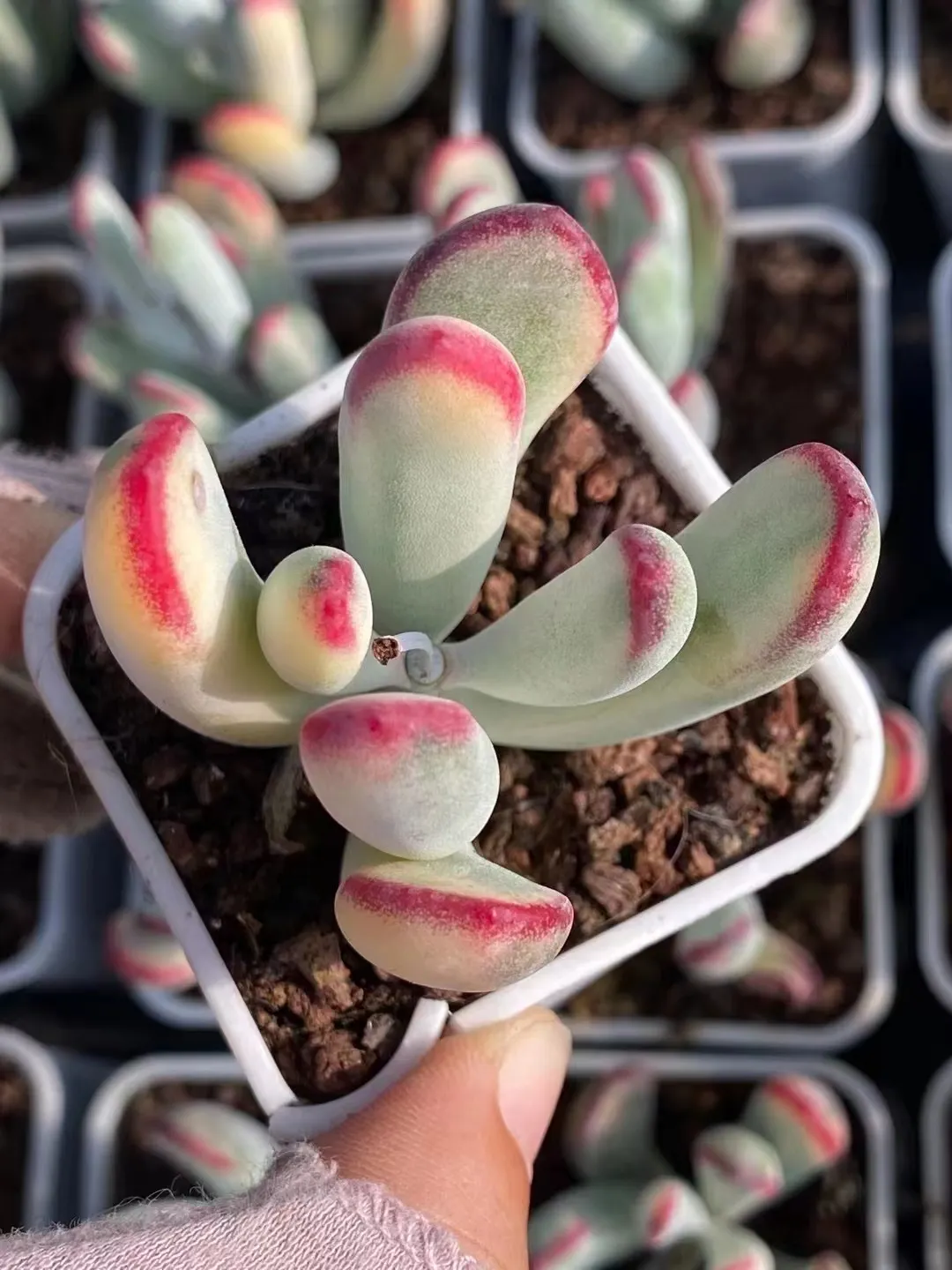 plant Aeonium Echeveria Haworthia  Caudex  Lithops Cactus  Agave 