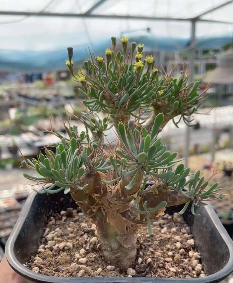 plant Aeonium Echeveria Haworthia  Caudex  Lithops Cactus  Agave 