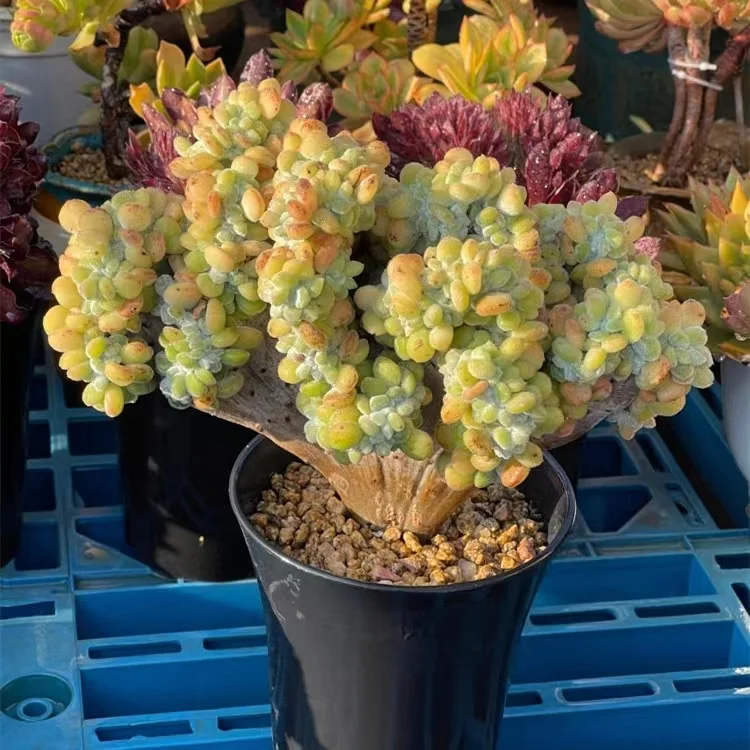 plant Aeonium Echeveria Haworthia  Caudex  Lithops Cactus  Agave 