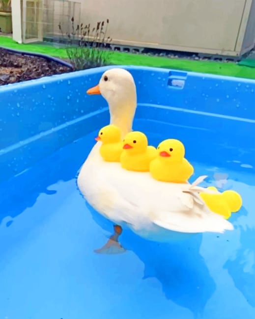 

White Duck With Yellow Ducks – Paint By Numbers - 40*50CM, 501 Original